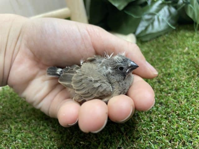 錦花鳥（キンカチョウ）