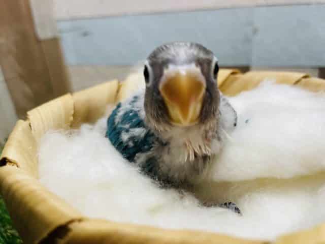ブルーボタンインコ