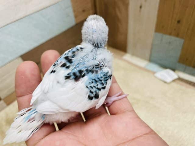 最新動画有り☆白が多めの可愛いヒナさんです!セキセイインコの「ルイちゃん」! セキセイインコ