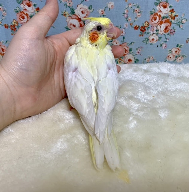 オカメインコ