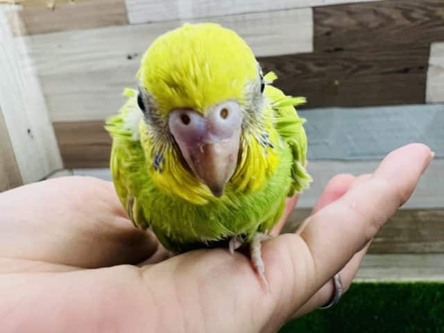セキセイインコ