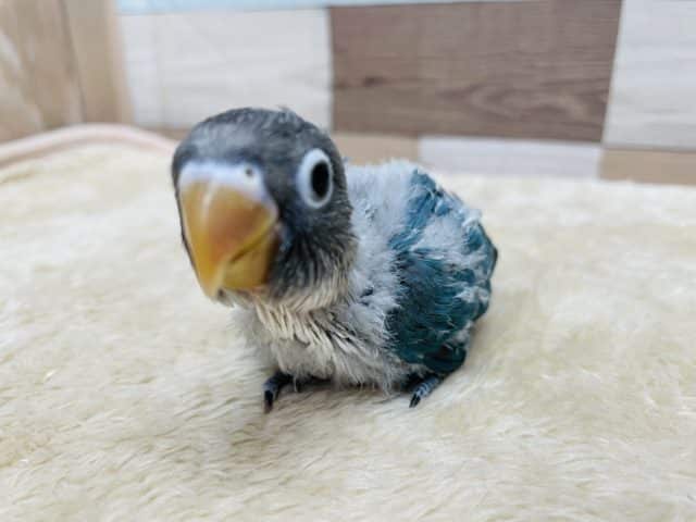 ブルーボタンインコ