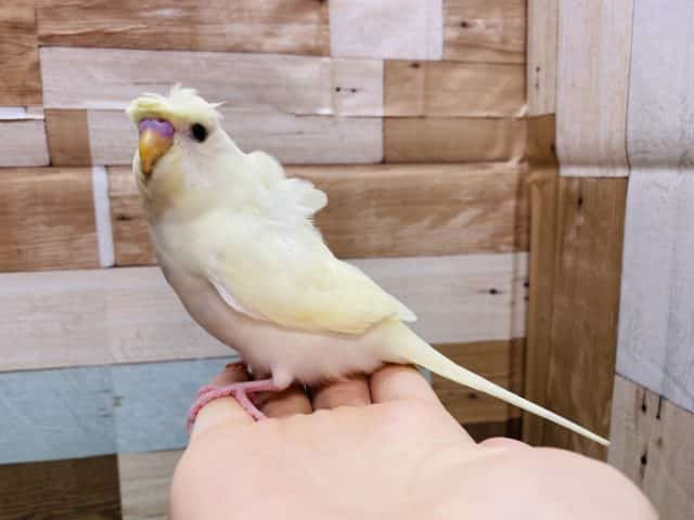羽衣セキセイインコ
