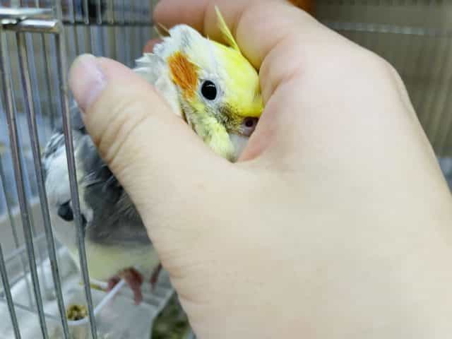 オカメインコ