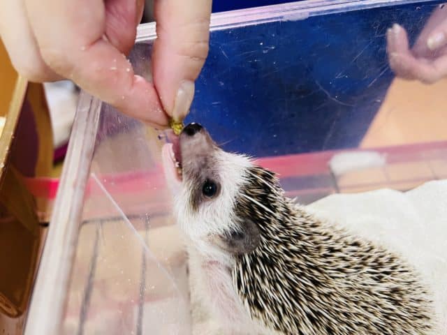 ハリネズミ（ヨツユビハリネズミ）