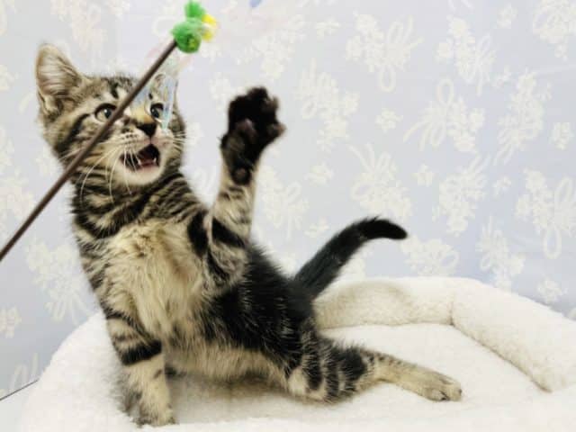 超甘えん坊♪アメショ君♡ アメリカンショートヘア