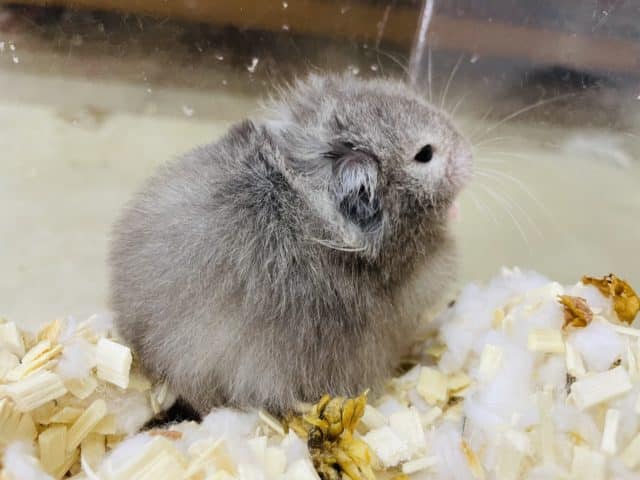 長毛カラーハムスター