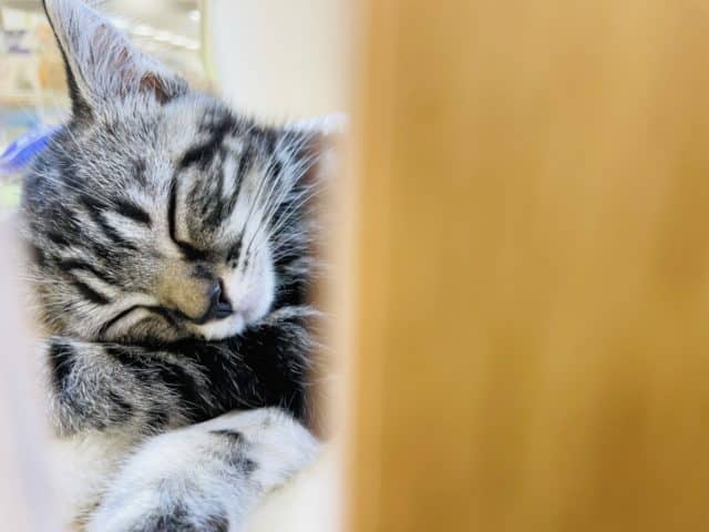 超甘えん坊♪アメショ君♡ アメリカンショートヘア