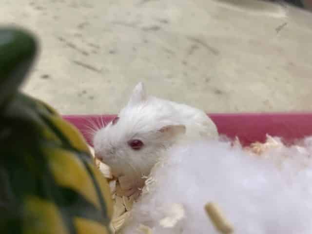 ロボロフスキーハムスター