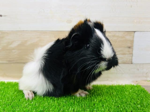 アビシニアンモルモット