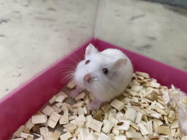 ロボロフスキーハムスター