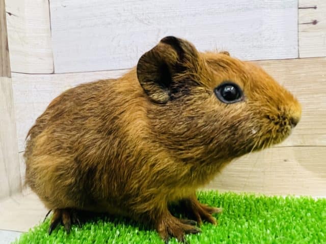 ぷいぷいモルモット♂ イングリッシュモルモット