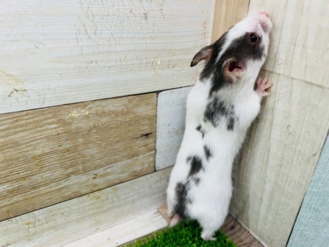 ゴールデンハムスター