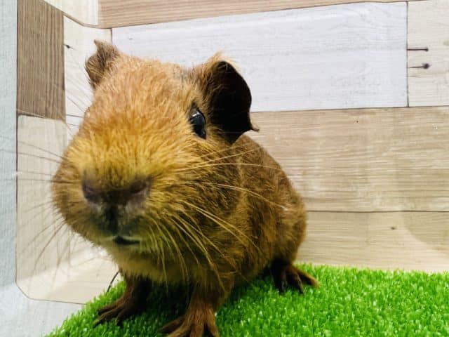 ぷいぷいモルモット♂ イングリッシュモルモット