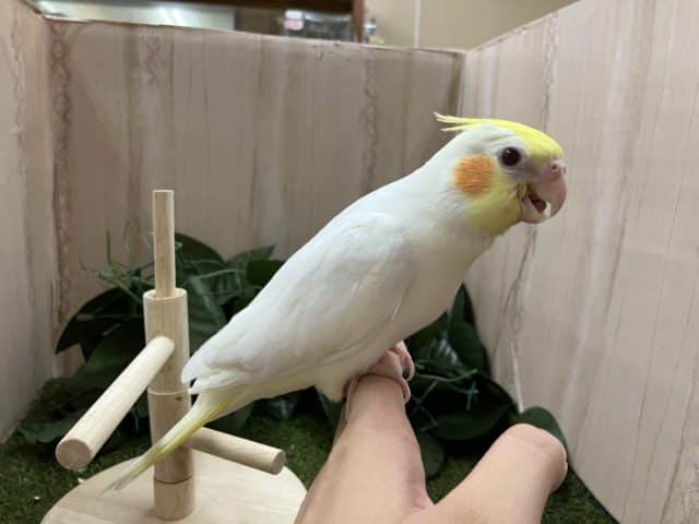 オカメインコ