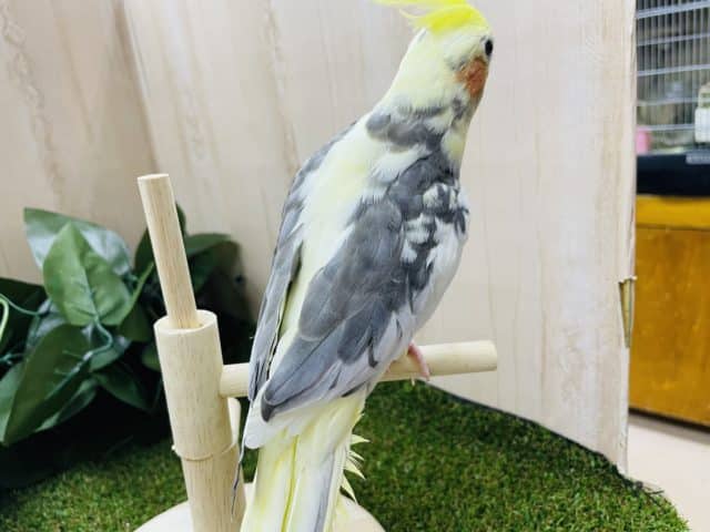 オカメインコ