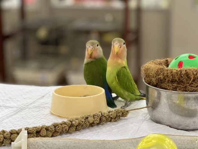 コザクラインコ（小桜インコ）