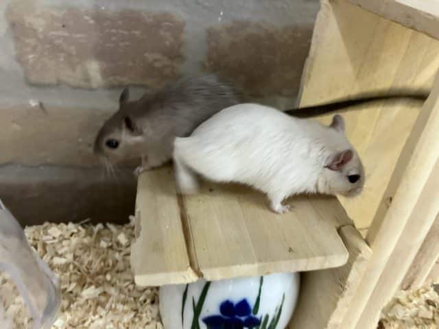 カラージャービル