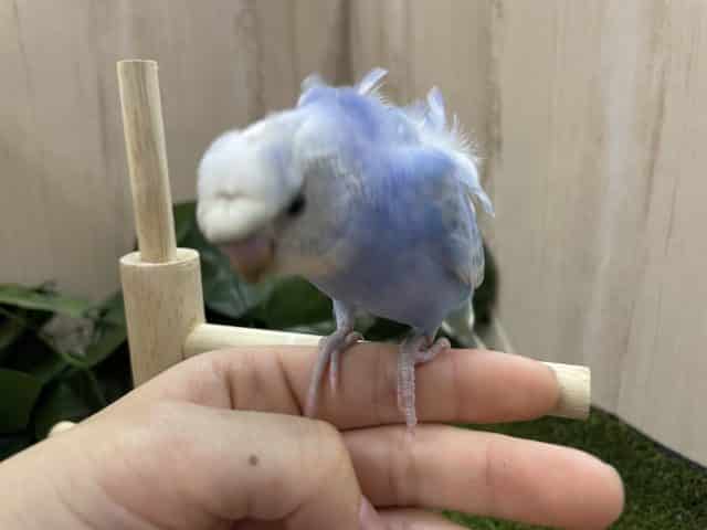 羽衣セキセイインコ
