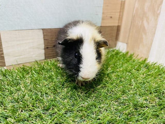 テッセルモルモット