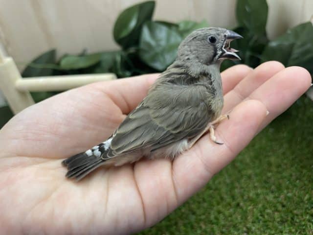 錦花鳥（キンカチョウ）