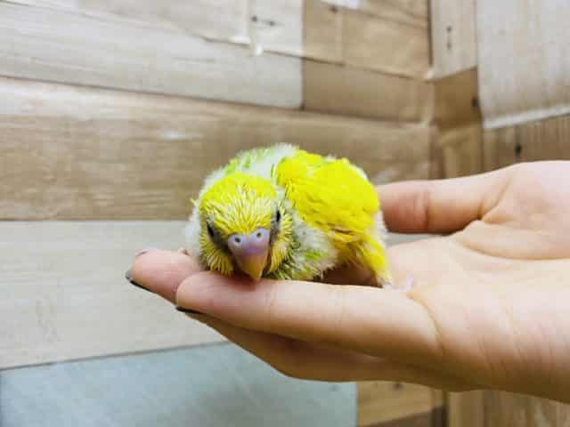 模様が少なめかな?イエロー×グリーンが綺麗なセキセイインコスパングルパイド! セキセイインコ