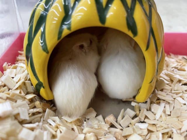 ロボロフスキーハムスター