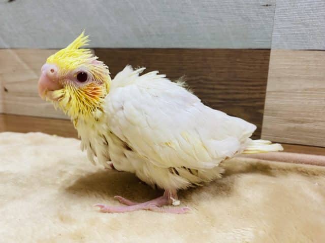 オカメインコ