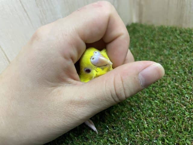 セキセイインコ