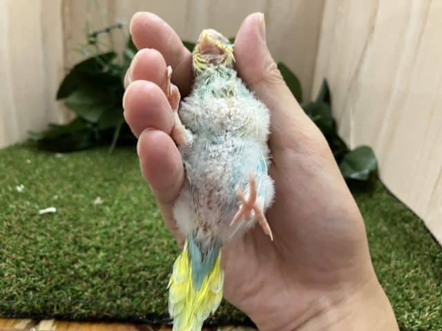 セキセイインコ