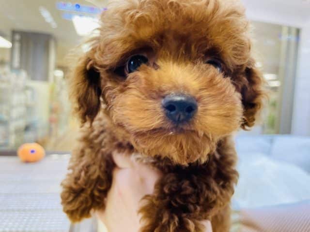 トイプードル