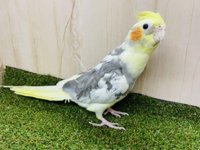オカメインコ