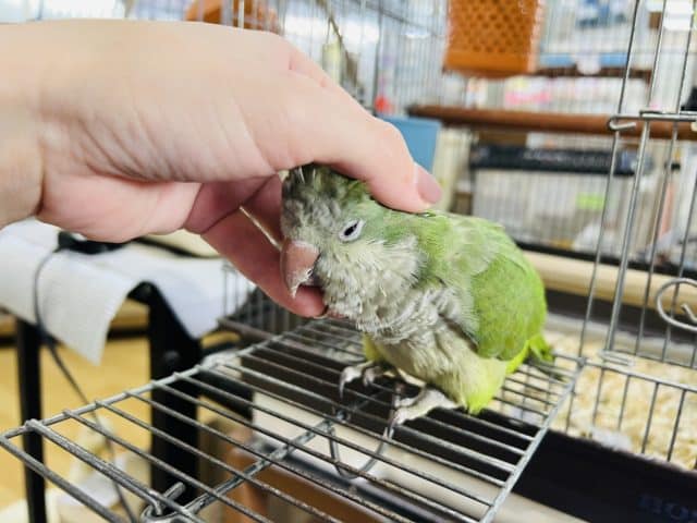 オキナインコ