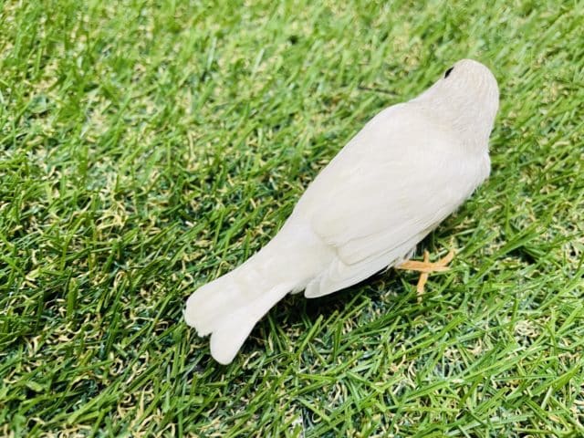 錦花鳥（キンカチョウ）