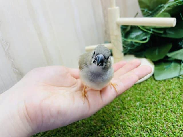 錦花鳥（キンカチョウ）