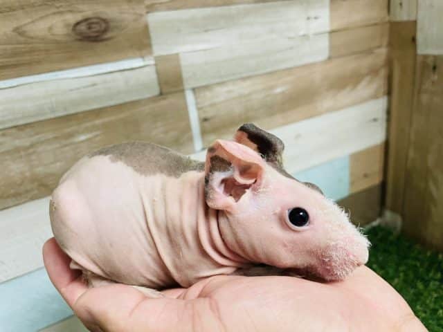 スキニーギニアピッグ