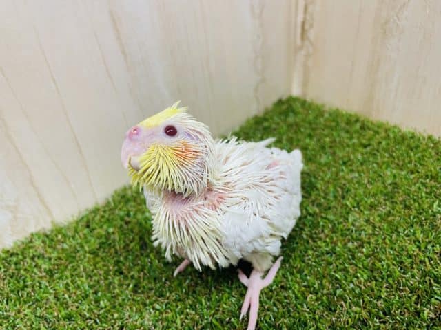 オカメインコ