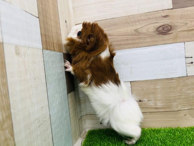 アビシニアンモルモット