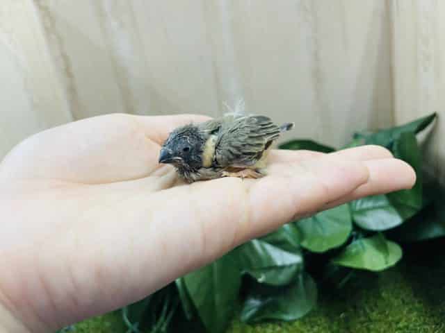 錦花鳥（キンカチョウ）