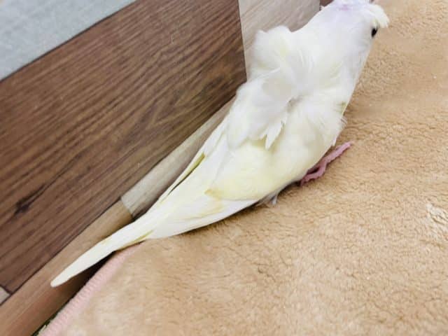 羽衣セキセイインコ