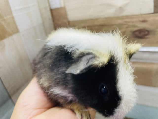 テッセルモルモット