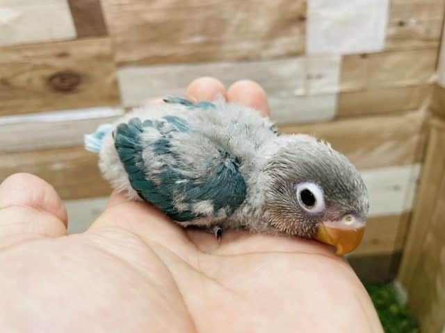 ブルーボタンインコ