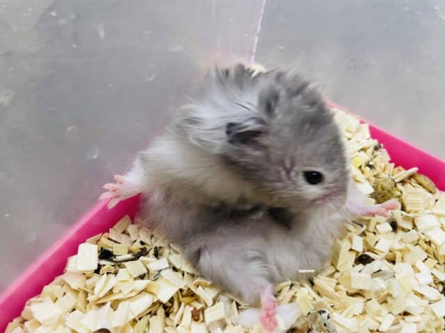 長毛カラーハムスター