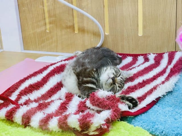 超甘えん坊♪アメショ君♡ アメリカンショートヘア