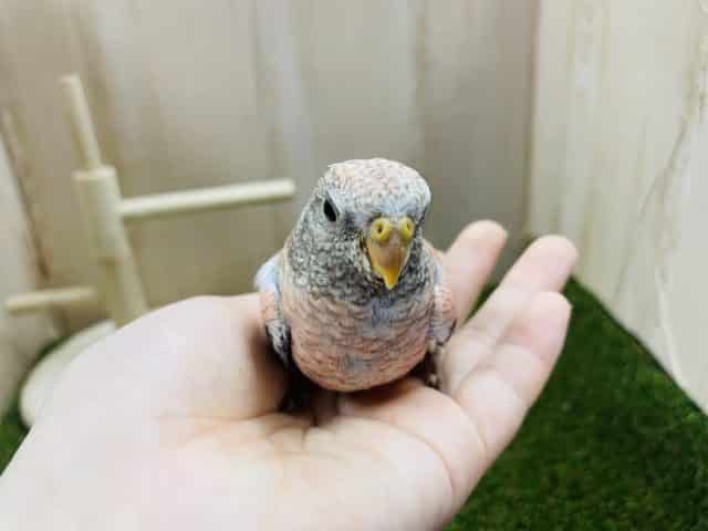 アキクサインコ（秋草インコ）