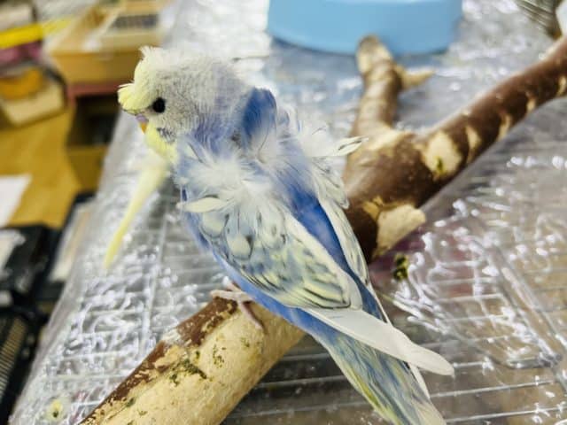 セキセイインコ