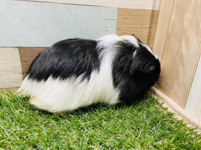 シェルティモルモット