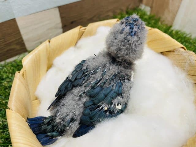 サザナミインコ