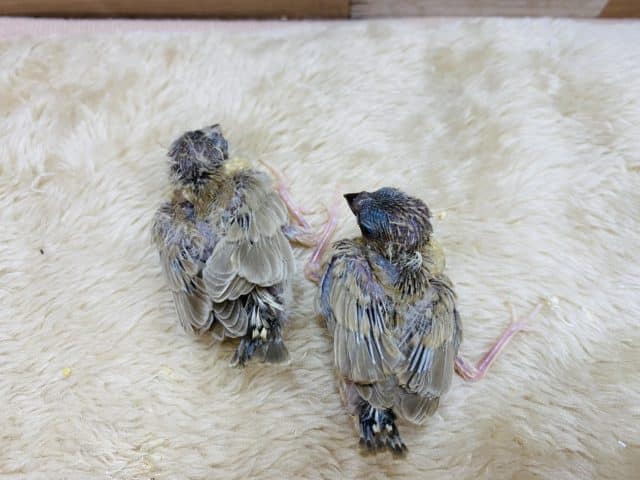 錦花鳥（キンカチョウ）