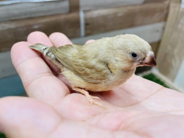 錦花鳥（キンカチョウ）